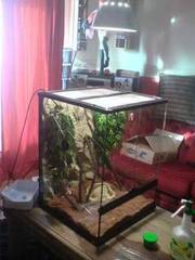 large glass vivarium for sale,  would suit chameleon £150 ono