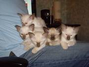 Balinese kittens for sales