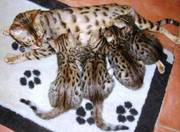 Bengal Kittens,  Very Beautiful Golden , , Very Cheap Asking Price