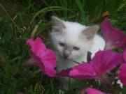 Birman Lilac Kitten Available Now