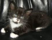 Fluffy female black and white kitten