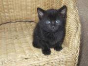ADORABLE black cute little boy kittens...TRIPLETS