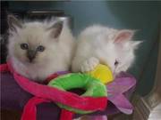 Birman Kittens Available