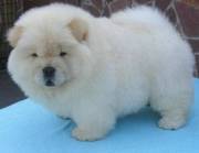 Gorgeous Chow Chow Puppies For Home Adoption