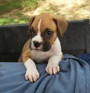 Boxer puppy for sale