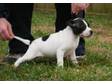 Staffordshire Bull Terriers For Sale