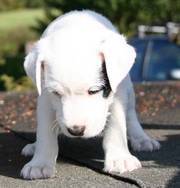The best Jack Russells for sale
