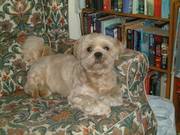 Lhasa Apso 17 month old male dog for sale