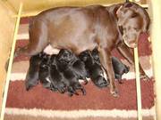 KC Field Champion Black Labrador Puppies for sale