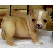 Excellent  French Bulldog Puppies