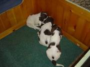 Springer Spaniel Puppies