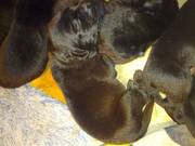 Black Labrador Kc Reg Pups
