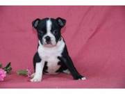 cute and lovely boston terrie