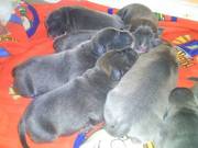 staffy stud blue brindle coventry.pick of litter