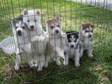 Cute Siberian Husky Puppies For Sale
