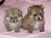 Gorgeous~Healthy Pomeranians At The Right time