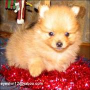 gorgeous blue-tipped red sable pomeranian puppies