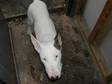 hi this is mo she is an english bull terrier she will be 1