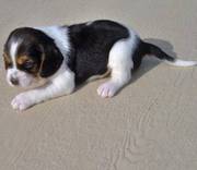 Beagle Puppies for Homing