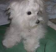wanting to meet a new loving home maltese pups
