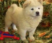 Bulky kc chow chow puppy now available for xmass
