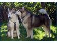 Pedigree KC Registered Alaskan Malamute Puppies in Birmingham,  West Midlands