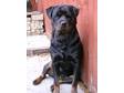 Pedigree KC Registered Rottweiler Puppies in TIPTON,  WEST MIDLANDS