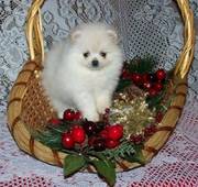 cute and lovely Pomeranian puppies for swet homes