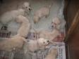 Pedigree KC Registered Golden Retriever Puppies in WARWICK,  WARWICKSHIRE