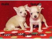 Adorable male and female chihuahua pups for new year