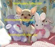 Adorable,  sweet tempered chihuahuas