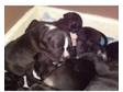 8 chunky staff pupps for sale. These pups were 4 weeks....