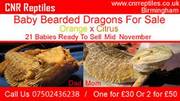 Baby Bearded Dragons For Sale - Orange (mom) Citrus (dad)