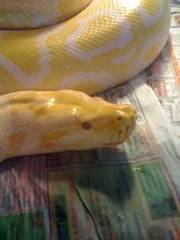 albino burmese python