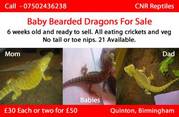 Baby Bearded Dragons For sale - £30 Each / colourful parents