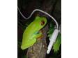 Red eyed tree frog trio. 1:2. for sale bromgrove. I have....