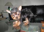 Yorkshire terrier puppies 4female / 2male