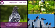 Bird Netting - Pest Bird Infestation with Total Bird Control
