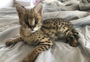 F1 - F3 savannah and Serval kittens