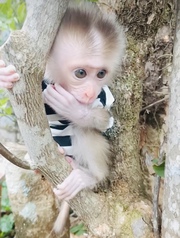 Capuchin male baby monkeys. WhatsApp:  +44 741 560 4528
