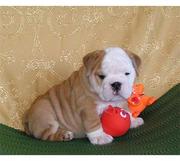 Bulldog Puppy For Home Adoption