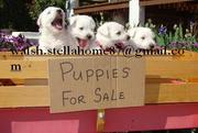 Cute Tiny white Westie puppies  for Adoption