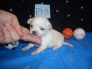 Cute chihuahua puppies for rehoming