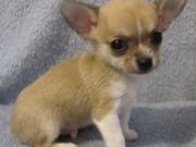 Healthy chihuahua puppies for adoption
