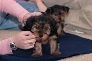 eautiful Baby face Yorkie Puppies For Adoption